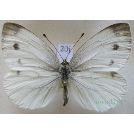 Pieris napi (Linnaeus, 1758) female Bielinek bytomkowiec Czech20j